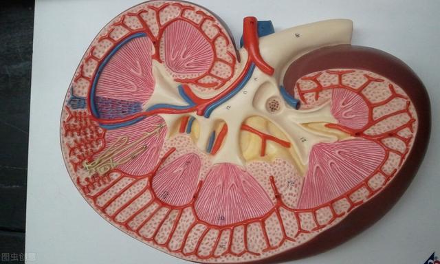 慢性肾炎患者做好生活中的4件事，可以帮你稳定病情