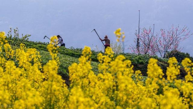 国际油价大涨，全球粮价已涨疯，国内面粉厂却抱团压价，咋回事？