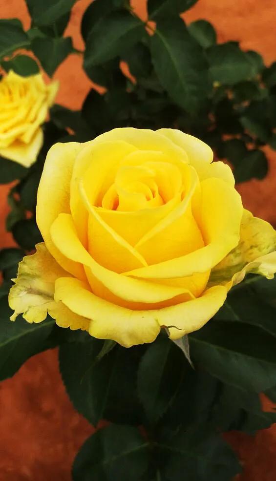 金香玉～灌木切花月季