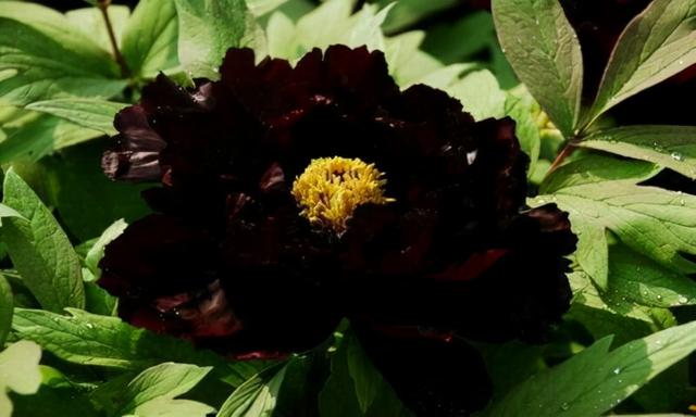 真正的黑牡丹并不是指花瓣为黑色,而是接近于黑色,呈一种深红色或者是