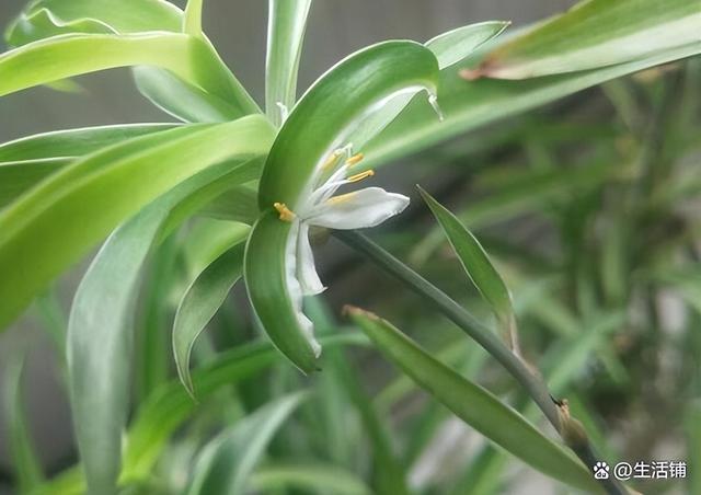吊兰开花 吊兰开花（金鱼吊兰一年开几次花） 生活