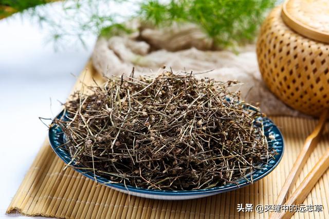 夏之将至，送你一味白花蛇舌草，解热毒、消疮痈、利小便
