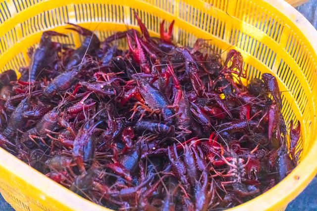 猪价“涨翻天”，牛羊持续下跌，鸡蛋极速回落，小龙虾跌破10元
