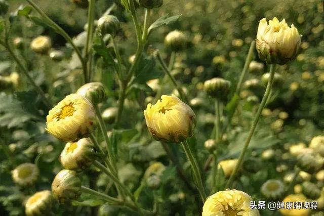 春天，蒲公英，其实是个“宝”，用它来泡水喝，或能解决4个问题