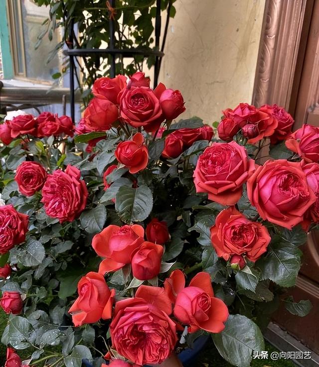 鲜花怎么养时间比较久 鲜花怎么养时间比较久（洋桔梗鲜花怎么养时间比较久） 生活