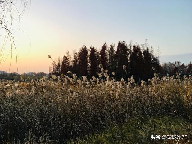 長沙唯一擁有戶外足球場的公園，更有大片水杉美景等你來