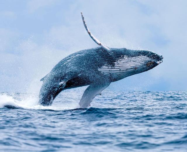 鲸落的唯美句子，鲸落唯美句子英文？