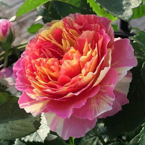 美丽的鲜花，姹紫嫣红，芬芳扑鼻，令人心情愉悦