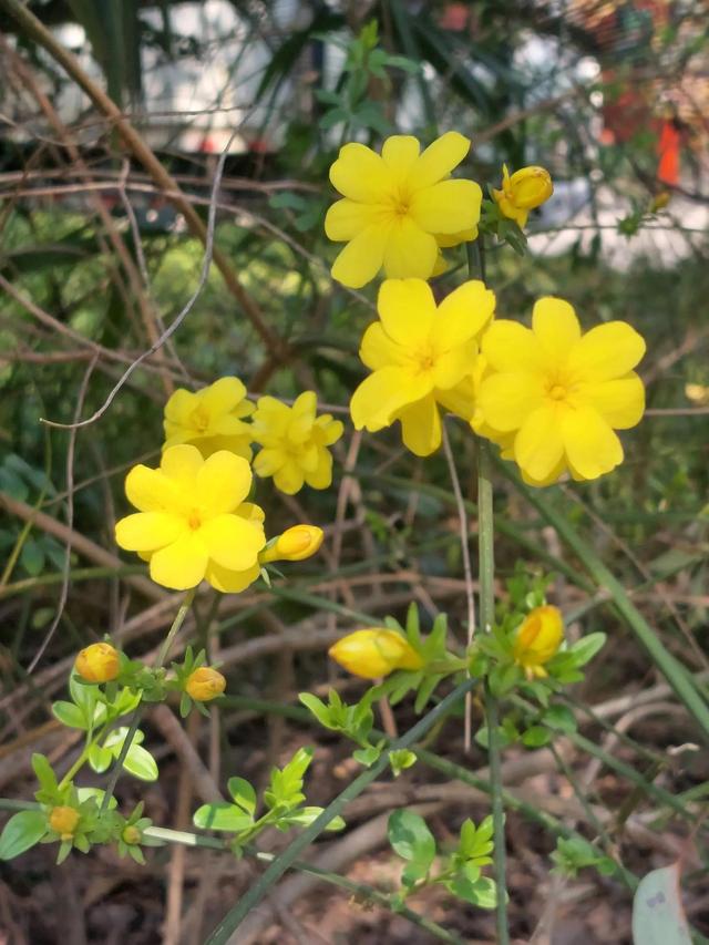正当春花烂漫时