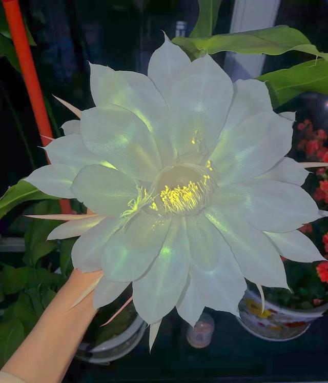 花是蓬勃的期许，是生命的礼遇，是春天的信使