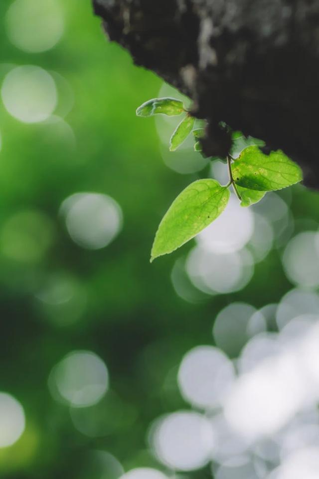 国际幸福日 | 幸福是什么？这是我听过最诗意的回答