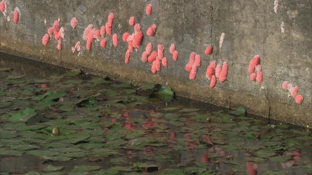 中国吃货都无可奈何的福寿螺，为何到了印度却成了“香饽饽”？