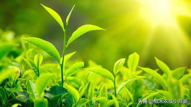 植物生长调节剂＝激素？其功能作用、药害症状及补救方法有哪些？7