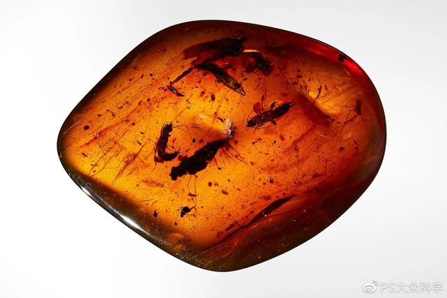 被凝固的时间 10块绝美琥珀带你重返白垩纪