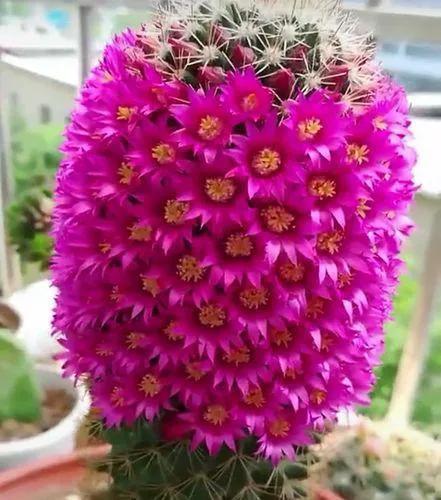美花欣赏：仙人球开花，美不胜收