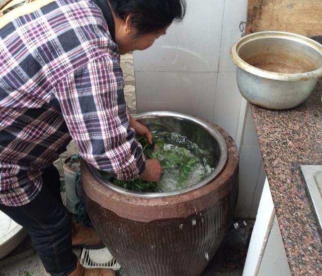郑州野菜采摘地图出炉！香椿、荠荠菜...挖野菜全攻略，还不赶紧收藏