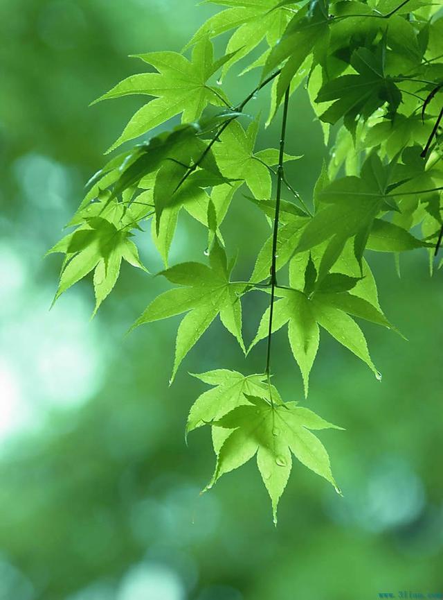 散文诗：种入生活的叶子，只要浇足够的水，一定能长出想要的期待