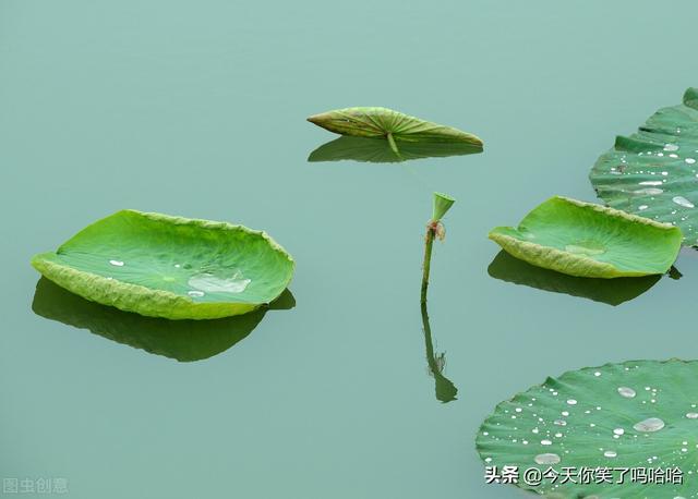 小池古诗意思