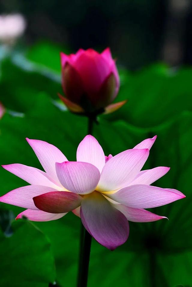 分享图片，与鲜花相伴，过美好人生