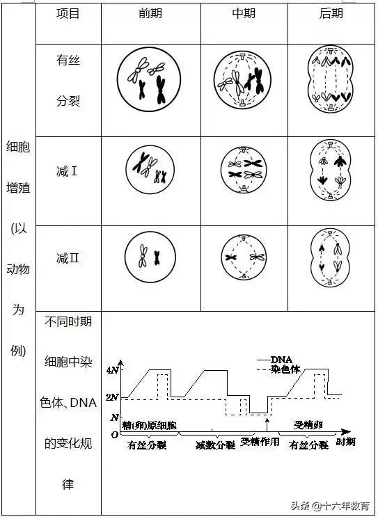 萨顿假说