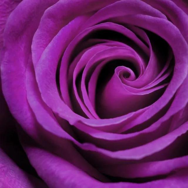 5,紫玫瑰代表真挚纯洁美好的爱情,在节日的时候赠送紫色玫瑰是非常