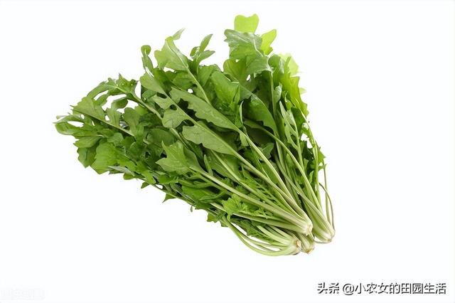 10种“神仙草”，春天采摘正当时，味道鲜美，还有益健康