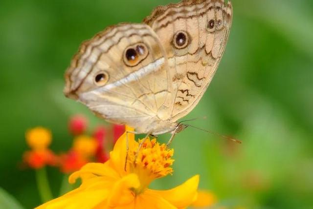回顾春天百花争艳、招蜂引蝶图片大赏
