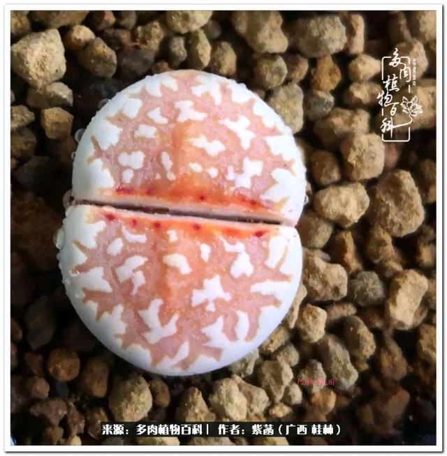 大型制砂机给力富贵机械