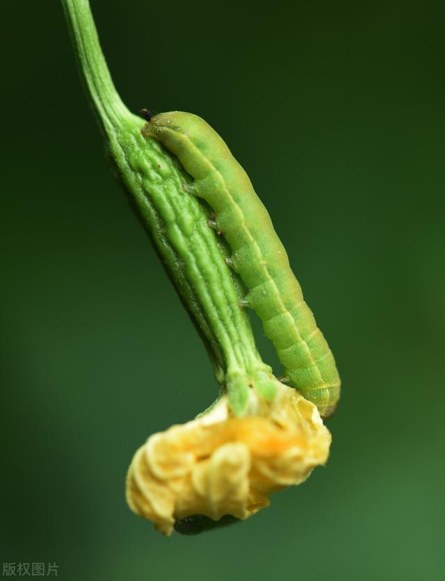 过期农药还能不能使用？合理利用过期农药，省一半钱效果还好11