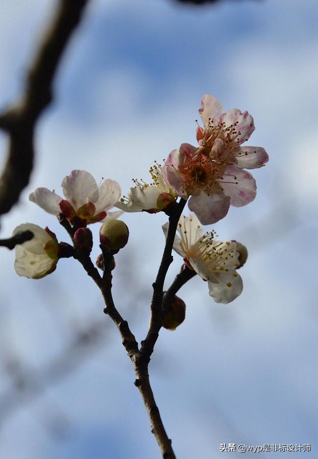 洒金梅(洒金梅花-伯乐百科