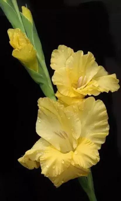 给我鼓掌掌，智慧精灵撒花了