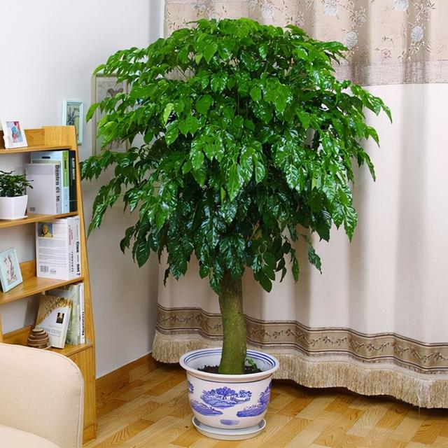 客厅最旺宅的大型植物