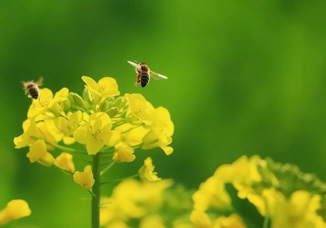 回顾春天百花争艳、招蜂引蝶图片大赏