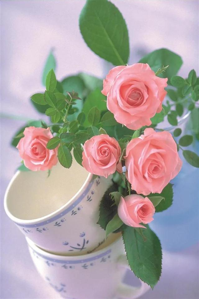 粉红色玫瑰花