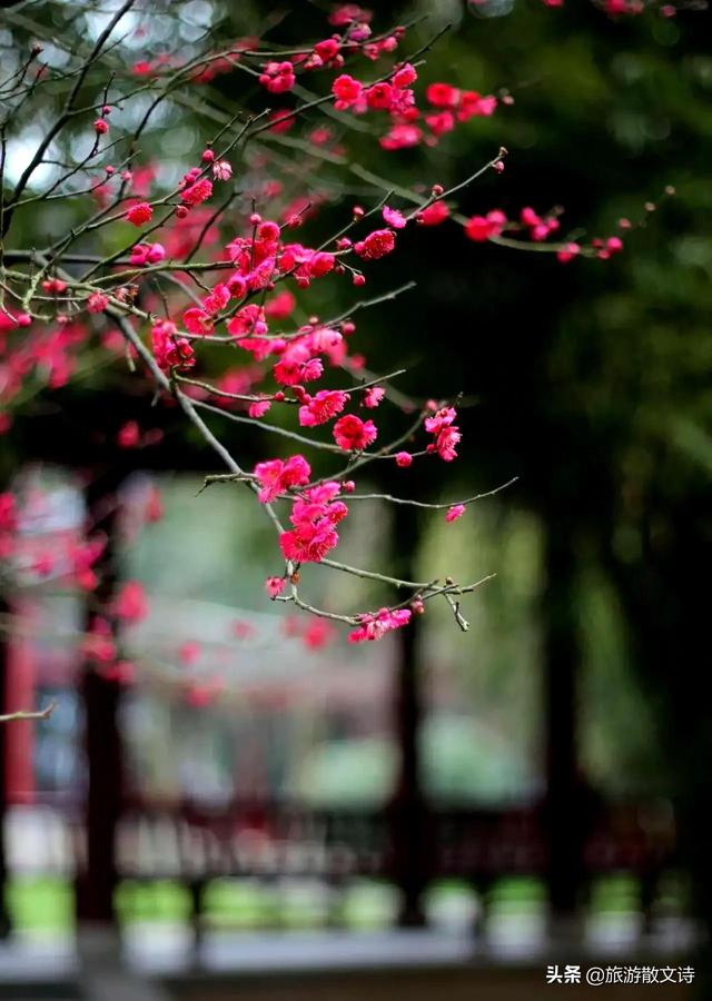 花开杨柳青