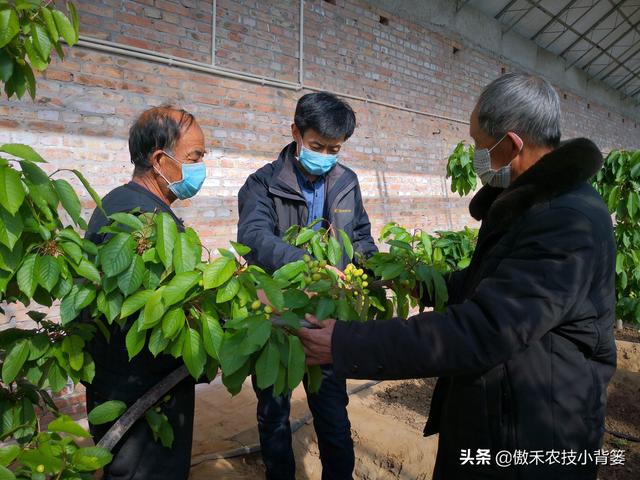 哪几种情况容易造成作物发生植物生长调节剂药害？注意这7点5