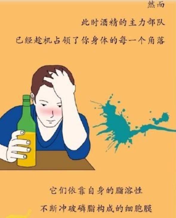 为什么要戒酒？科普：喝酒后人体24小时的变化，看完你还会喝酒吗