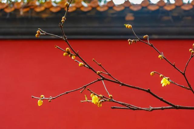 关于梅的诗句