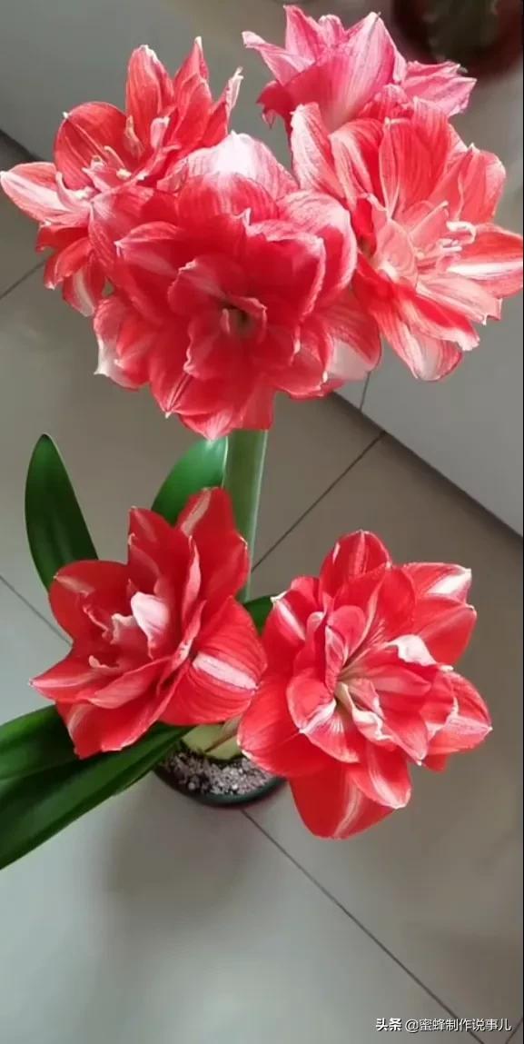 留一份闲情与花草为伴，存一份美好与愉悦的心情