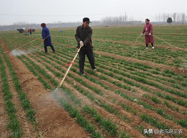 这五样肥料，只要往小麦地一喷，蘖多穗多，籽多粒饱，亩产1600斤16