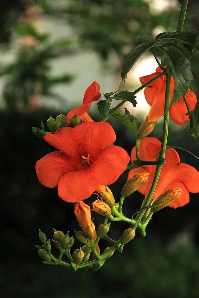 凌霄花开红艳艳