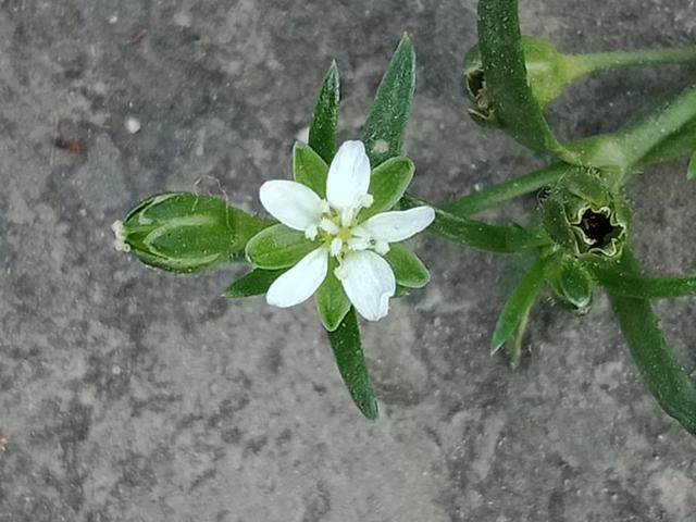 我有花香，但没树高，我是一棵无人注意的小草