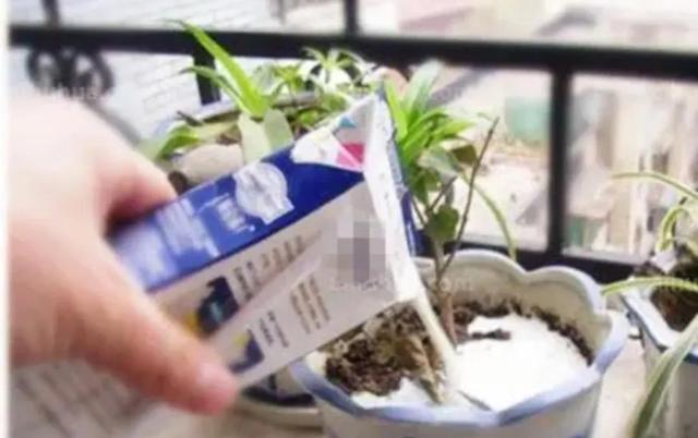 过期牛奶怎么处理