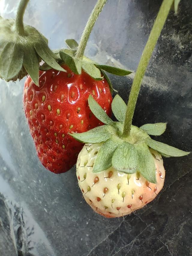 种草莓和掐的区别图片图片