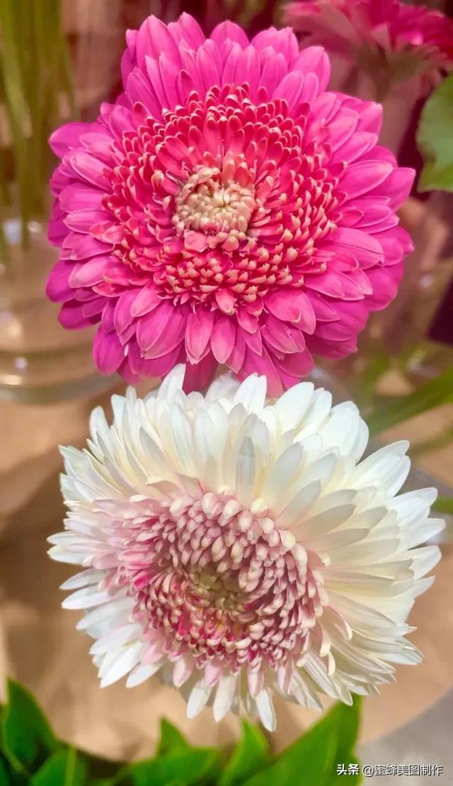 一花一世界，姹紫嫣红，婀娜多姿，带来了美好的心情
