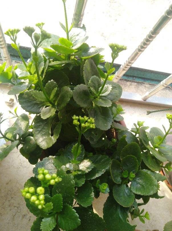 5种花正月快修剪 错过修剪 一年不开花 新闻时间