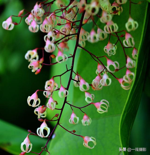 苹婆 苹婆（苹婆山鸟图高清） 生活