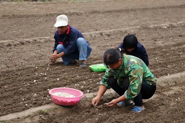 一台机器收大蒜顶60个人？70岁蒜农玩起高科技，机械化条件已成熟