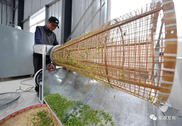 满园飘香！巢湖首批春茶全面开采