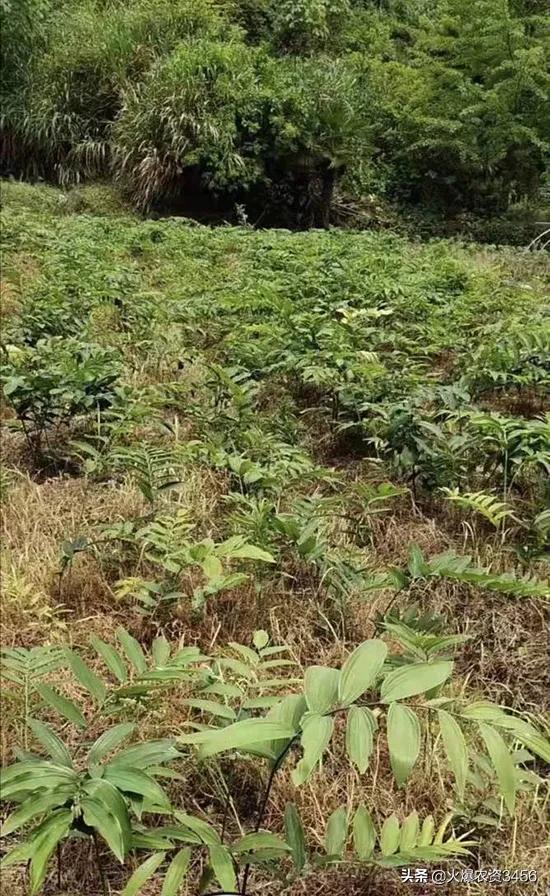 种植黄精怕除草？有了它，彻底铲除杂草不伤苗4